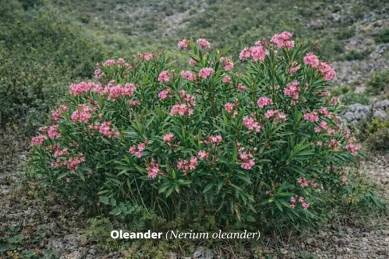Oleander (Nerium oleander)