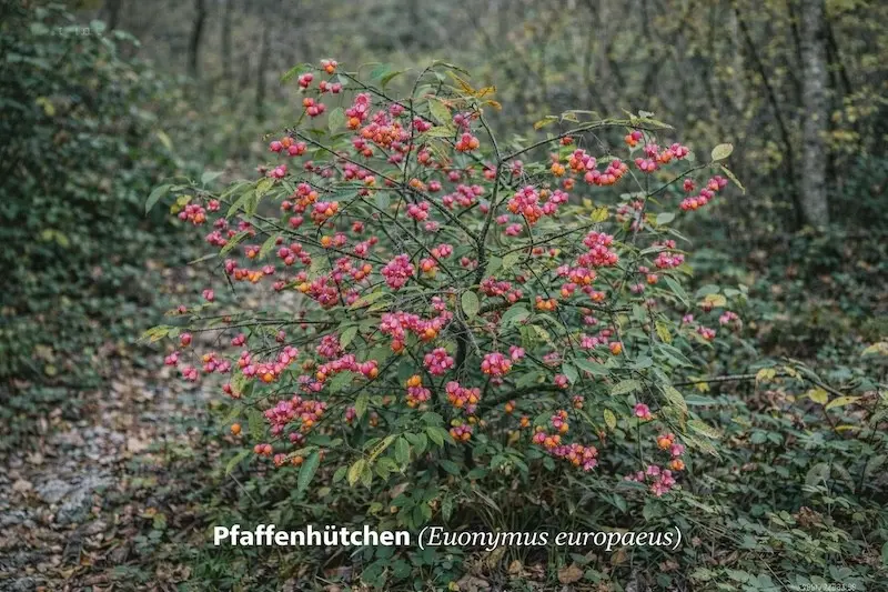 Pfaffenhütchen (Euonymus europaeus)