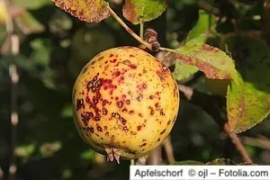 Apfelschorf Apfel mit dunklen, schorfigen Flecken auf der Schale – typische Symptome der Pilzkrankheit Apfelschorf.