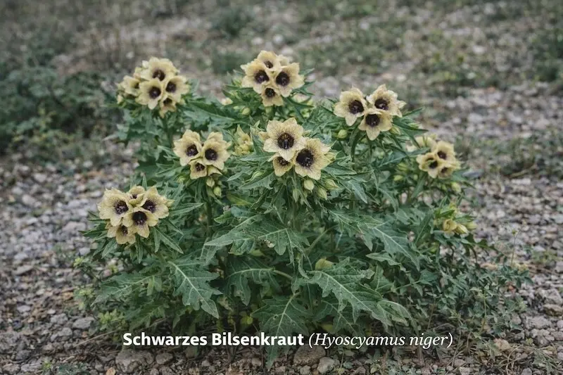 Schwarzes Bilsenkraut (Hyoscyamus niger)