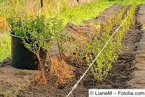 Setzen von Heckenpflanzen in einer Reihe