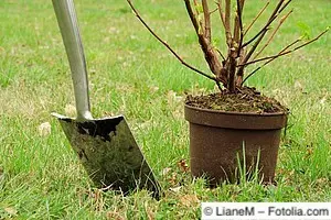 Kübelpflanzen eignen sich etwas besser für das Setzen von Hecken