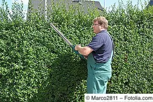 Gärtner stutzt Laubhecke
