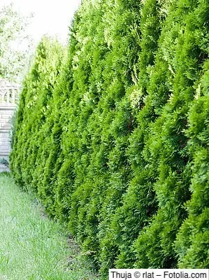 Die immergrüne Thuja