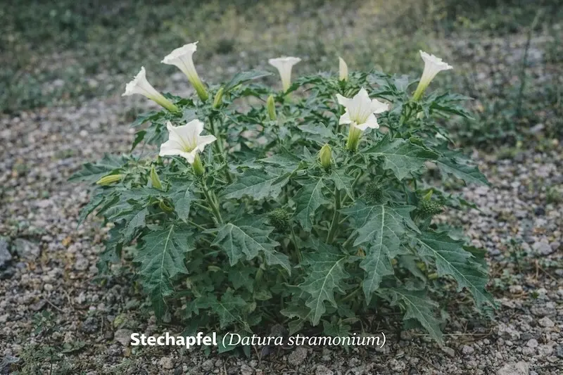 Stechapfel (Datura stramonium)