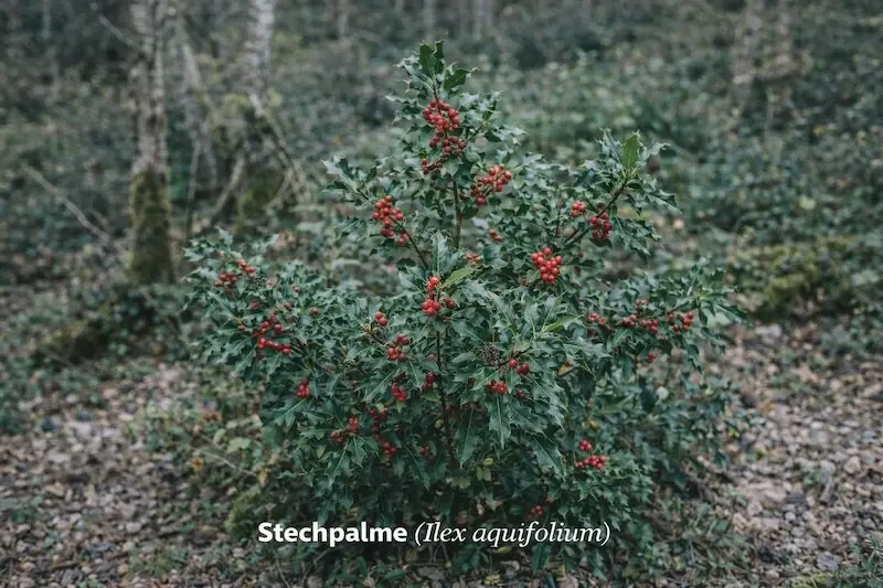Stechpalme (Ilex aquifolium)