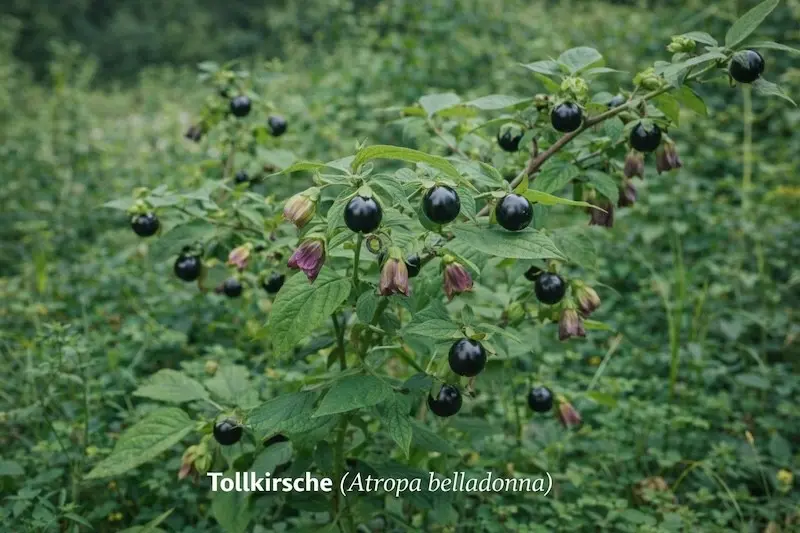 Tollkirsche (Atropa belladonna)