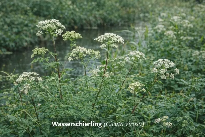Wasserschierling (Cicuta virosa)