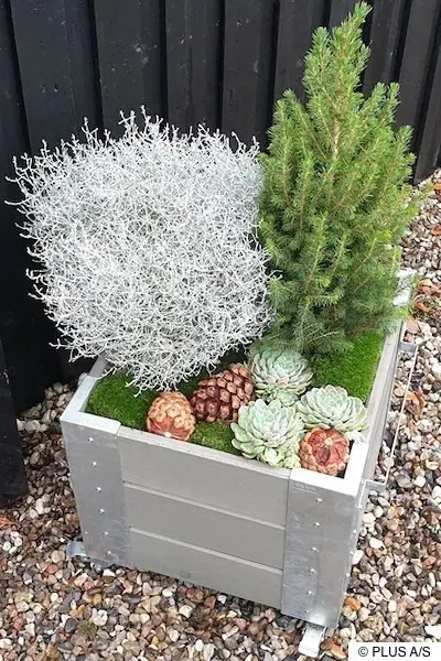 Holzkübel mit Fichtenbäumchen, Stacheldrahtpflanze, Steinrosen, Zapfen und Moos