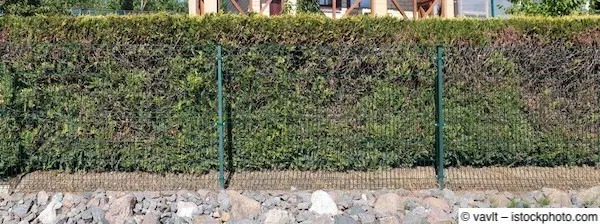 Dichthecke aus Koniferen vor Stabmattenzaun