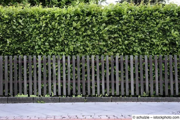 Traditioneller Lattenzaun aus Holz vor blickdicht verwachsener Hainbuchenhecke