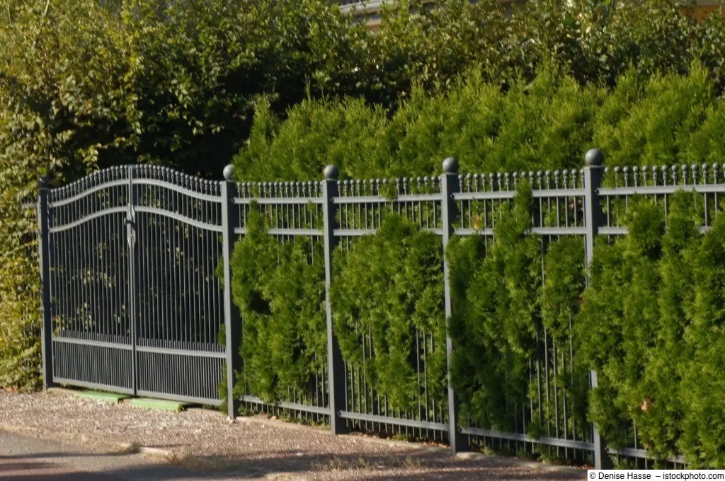 Reihe immergrüner Nadelgehölze hinter geschmiedetem Metallzaun