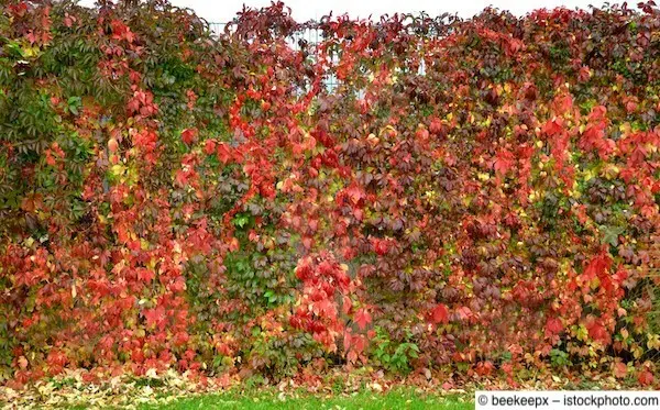 Mit Kletterpflanzen in allen Farben berankter Stabmattenzaun