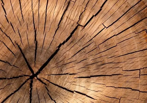 Rissbildung in Eichenholzstamm