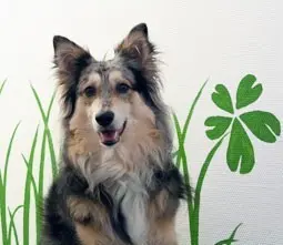 Rambo ist Everybody’s Darling